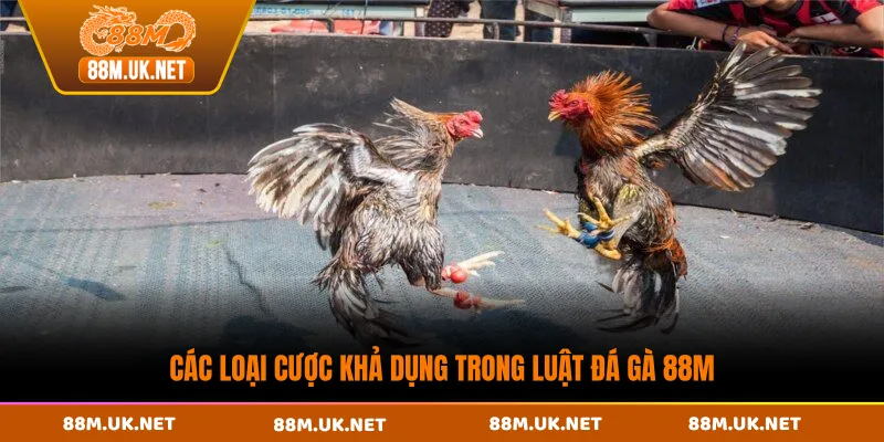 Các loại cược khả dụng trong luật đá gà 88M