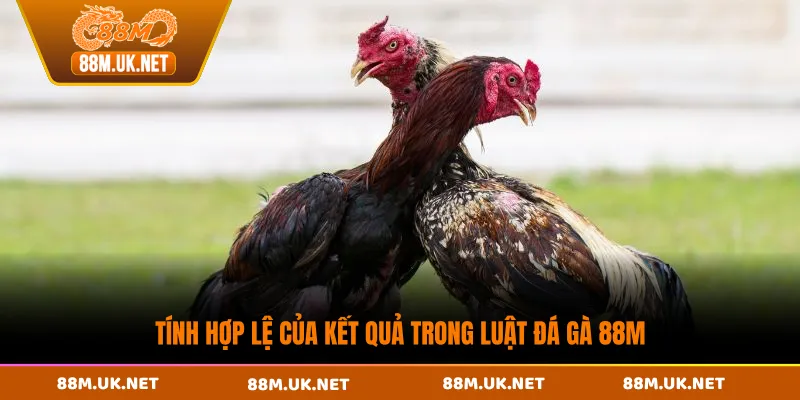 Tính hợp lệ của kết quả trong luật đá gà 88M